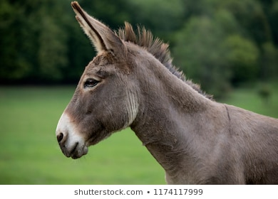 Horse ear position